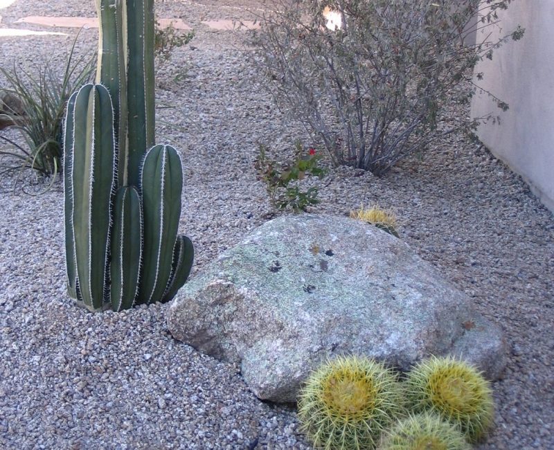 Some cacti in the front yard