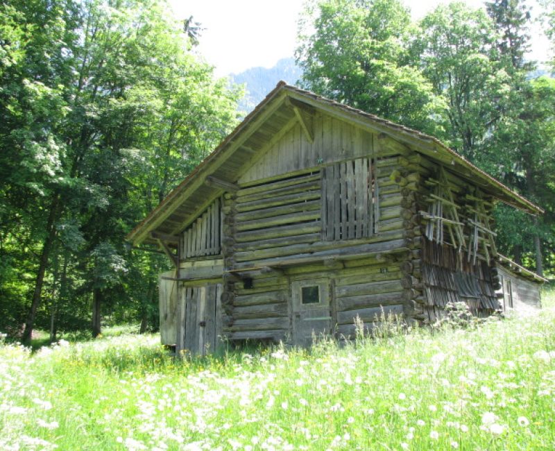 The cows' destination