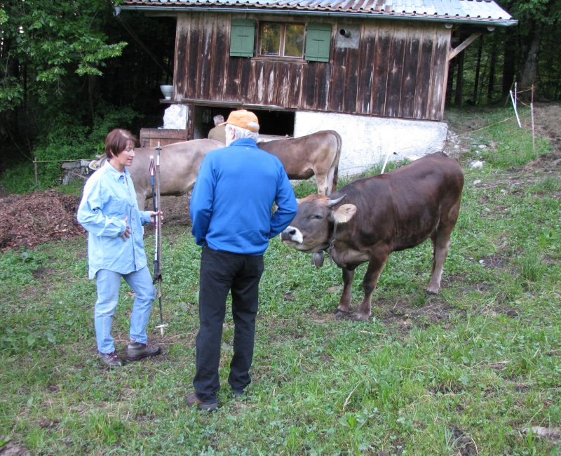 We helped some friends herd their Brown Swiss cows to the high alpine meadows in the Spring