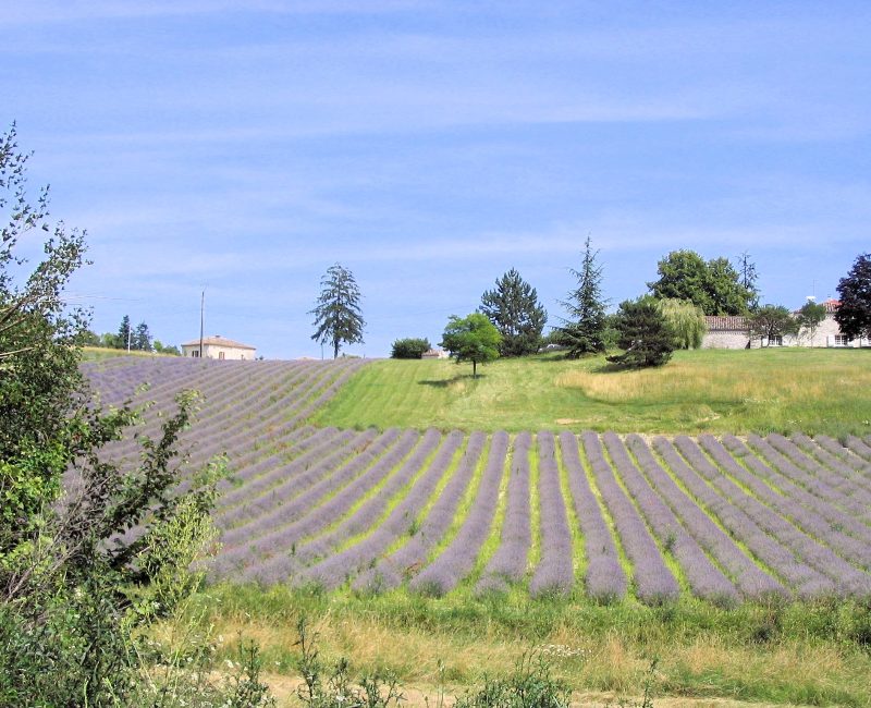 Lavender fields