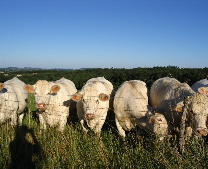 How do you say 'moo' in French?