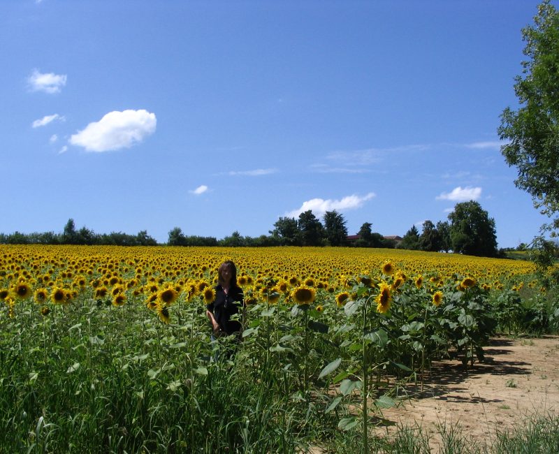 Sally in the sunflowers