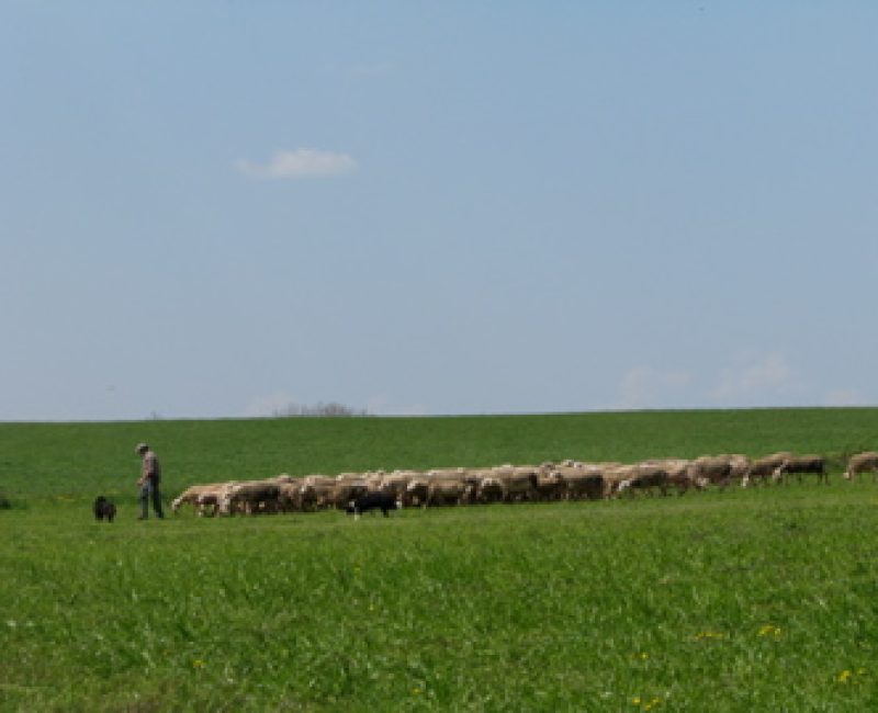 A French shepherd with his flock and dogs