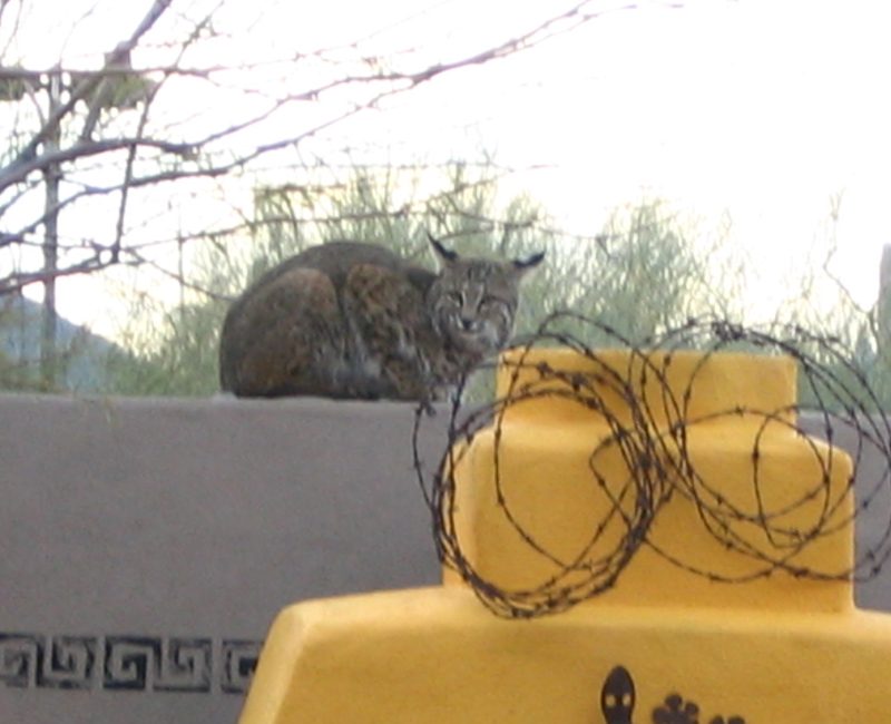A bobcat was a frequent visitor
