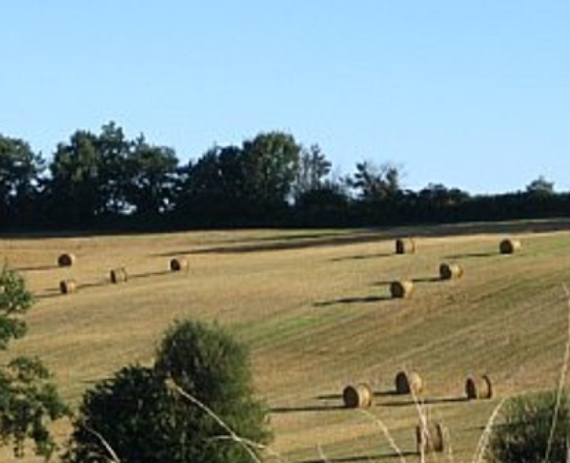 Peaceful farm fields