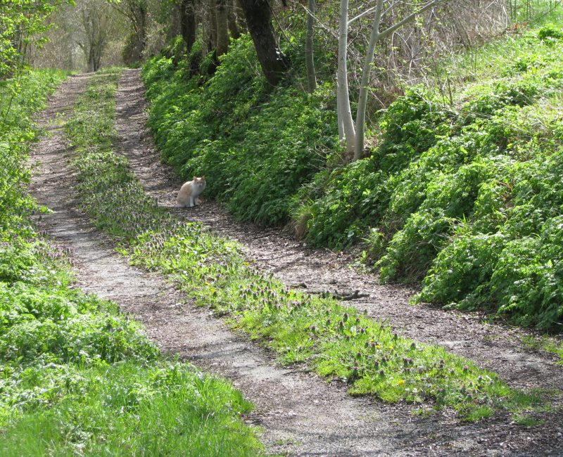 A woodland path invites us to follow it