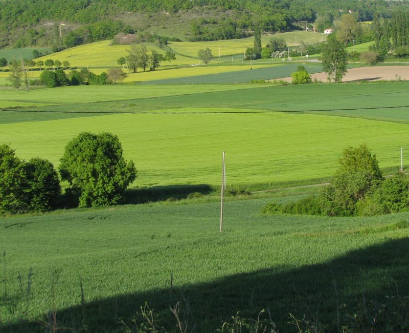 Every color of green